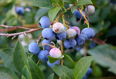 Köstliche Heidelbeeren vom Hinterschlauchbauernhof